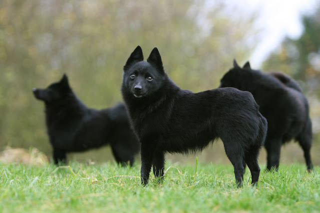 "Schipperke dog standing proudly with alert expression and distinctive black coat, showcasing its lively and intelligent nature."