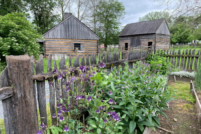 Purple columbine growing against a rough wooden fence. Two log buildings are in the background.