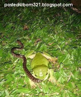 ular dimakan katak