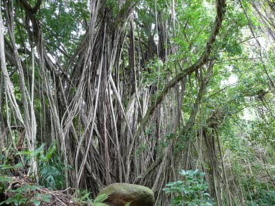 Bamboo forest near three peaks in Hawaii