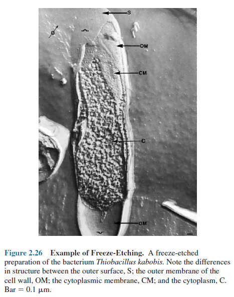 Example of freeze-etching