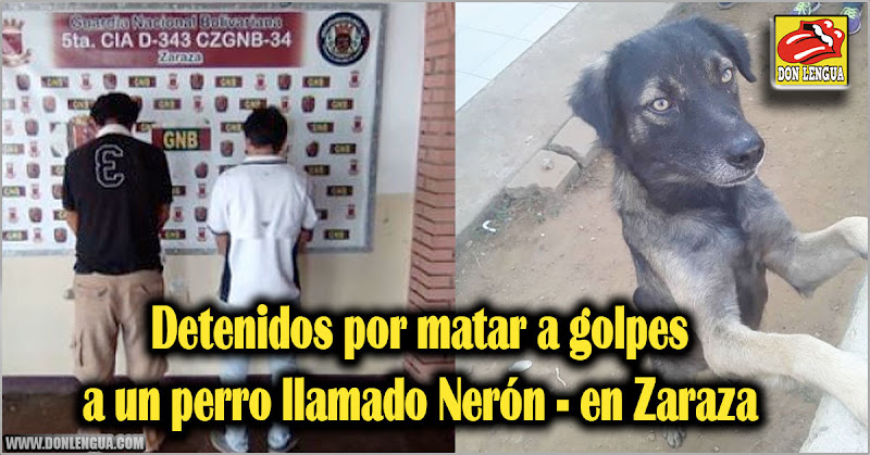 Detenidos por matar a golpes al perro Nerón en Zaraza