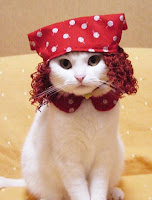 white cat with red yarn wig and red and white polka dot scarf