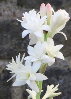 Tuberose - Polianthes tuberosa 