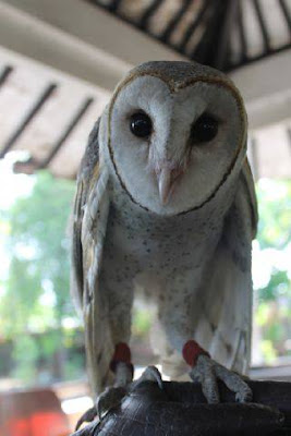 jual anakan barn owl, makanan anakan barn owl, harga anakan barn owl, cara merawat anakan barn owl, merawat anakan barn owl, cara memelihara anakan barn owl, jual anakan barn owl murah, baby barn owl noise, makanan anakan barn owl, baby barn owl not eating, jual anakan barn owl surabaya, baby barn owl pictures, cara merawat anakan barn owl, baby barn owl photos, cara memelihara anakan barn owl, baby barn owl pellets, anakan barn owl, baby barn owl pics, jual anakan barn owl, baby barn owl pet, harga anakan barn owl, baby barn owl rescue, merawat anakan barn owl, baby barn owl sounds, jual anakan barn owl murah, baby barn owl screech, makanan anakan barn owl, baby barn owl for sale, jual anakan barn owl surabaya, baby barn owl for sale uk, cara merawat anakan barn owl, baby barn owl care sheet, cara memelihara anakan barn owl, jual anakan barn owl surabaya, baby barn owl bandung, jual baby barn owl surabaya, jual baby barn owl bandung, baby barn owl video, jual baby barn owl burung hantu jogja, baby barn owl weight, baby barn owl care, baby barn owls wikipedia, baby barn owl call, baby barn owl youtube, baby barn owl cam, baby barn owl for sale, cara merawat anakan barn owl, baby barn owl for sale uk, cara memelihara anakan barn owl, buffy fish owl jantan, baby barn owl diet, harga buffy fish owl juve, baby barn owl dancing, jual buffy fish owl, baby barn owl eating, jual buffy fish owl jakarta, baby barn owl not eating, jual buffy fish owl chick, baby barn owl for sale, jual buffy fish owl brancher, baby barn owl facts, jual buffy fish owl banten, baby barn owl food, jual buffy fish owl anakan, baby barn owl feeding, jual buffy fish owl di jakarta, baby barn owl for sale uk, jual baby buffy fish owl, baby barn owls for sale in devon, buffy fish owl kaskus, baby barn owls for sale west midlands, karakter buffy fish owl, baby barn owls for sale essex, keistimewaan buffy fish owl, baby barn owls for sale in stoke on trent, kebiasaan buffy fish owl, baby barn owls for sale in kent, buffy fish owl lifespan, baby barn owl gif, buffy fish owl male, baby barn owl hissing, buffy fish owl murah, baby barn owl hatching, makanan buffy fish owl, harga anakan barn owl, melatih buffy fish owl, jual anakan barn owl, cara memelihara buffy fish owl, jual anakan barn owl murah, jual buffy fish owl murah, jual anakan barn owl surabaya, merawat buffy fish owl, do baby barn owls look like, makanan untuk buffy fish owl, baby barn owls marriott, cara menjinakkan buffy fish owl, jual anakan barn owl murah, makanan burung hantu buffy fish owl, merawat anakan barn owl, buffy fish owl 550rb pre order,