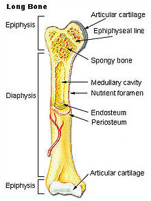 Bagian - Bagian Tulang