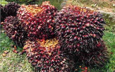 Oil Palm Fruit bunchs