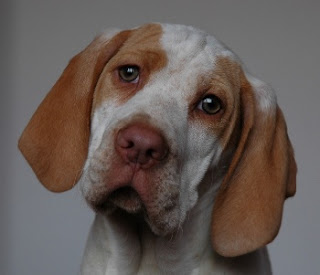 Ariege Pointer Puppy