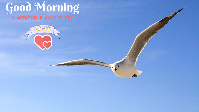 White Bird Good Morning Images