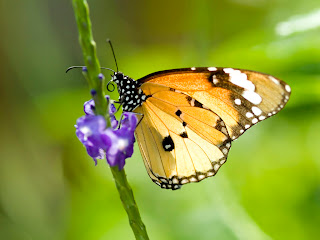 Colorful-butterfly-Wallpaper