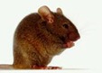 clip_image005