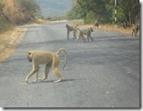 Monkeys in Chiweta