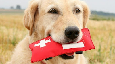 ABLE SC Big dog holding first aid kit in mouth photo