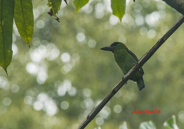 Blue-eared barbet