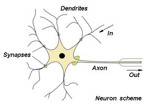 Struktur Neuron pada otak manusia