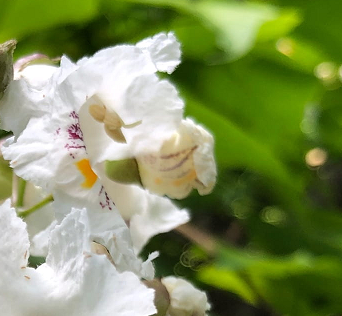 Northern Catalpa tree Pros and Cons, Identification, Problems & Diseases