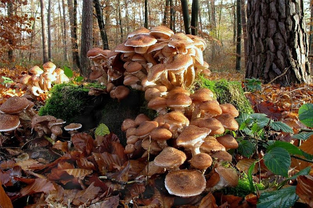 The World's Largest Living Organism is a Fungus
