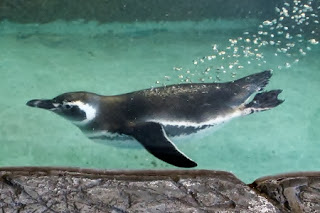 Magellanic Penguin