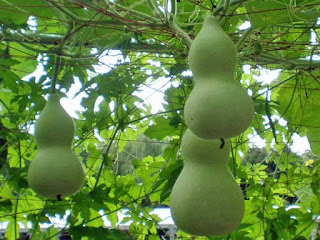 bottle gourd fruit images