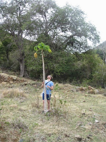 BVI (96)