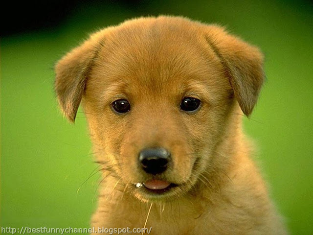 Cute red puppy.