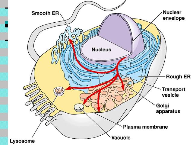 All sub-cellular organelles explained in details