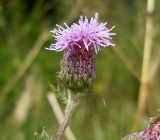 Ærø 2010