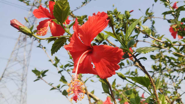 সারা বছর ধরে জবা গাছের পরিচর্যা যেভাবে করবেন | How to care Hibiscus plant in bengali