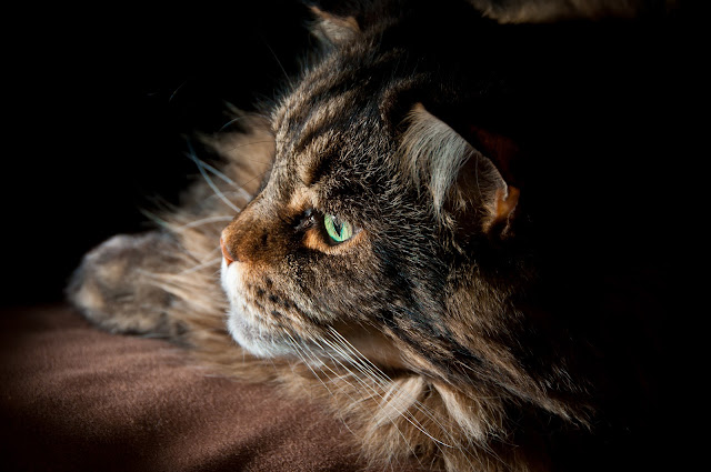 Maine Coon by George C Slade from flickr (CC-NC-ND)