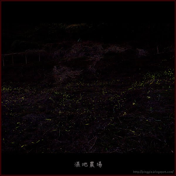 濕地農場螢火蟲