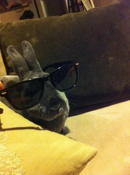 animal randos 16 Daily Awww: All kinds of animals (21 photos)
