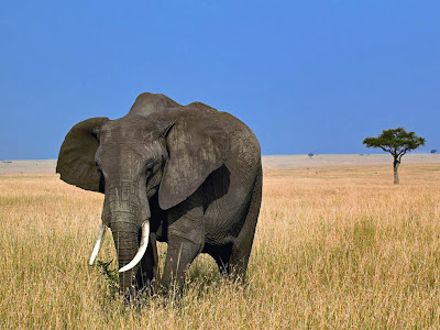 Foto gajah Afrika