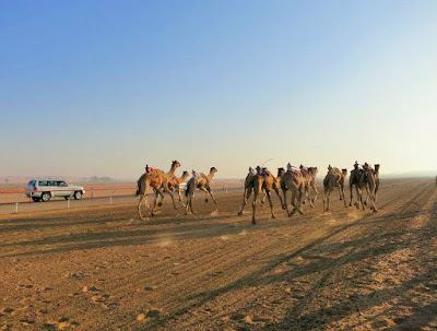 Course de chameaux à Al Ain (Émirats arabes unis). Crédit : Valérie Robert