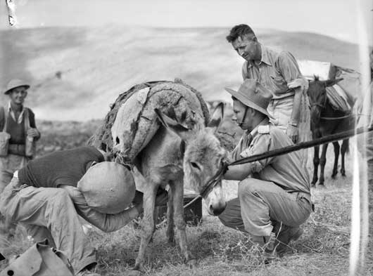 Madjayun Syria donkey 12 June 1941 worldwartwo.filminspector.com