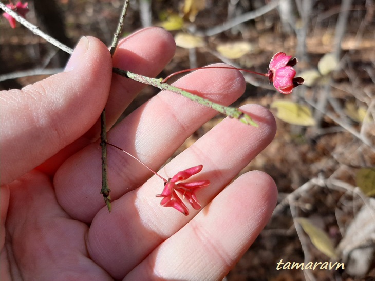 Бересклет малоцветковый (Euonymus pauciflorus)