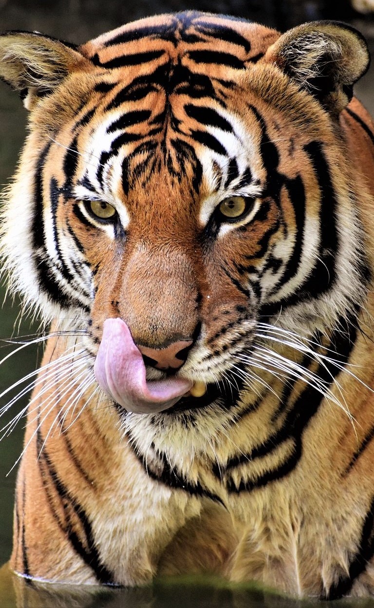 Tiger with it's tongue out.