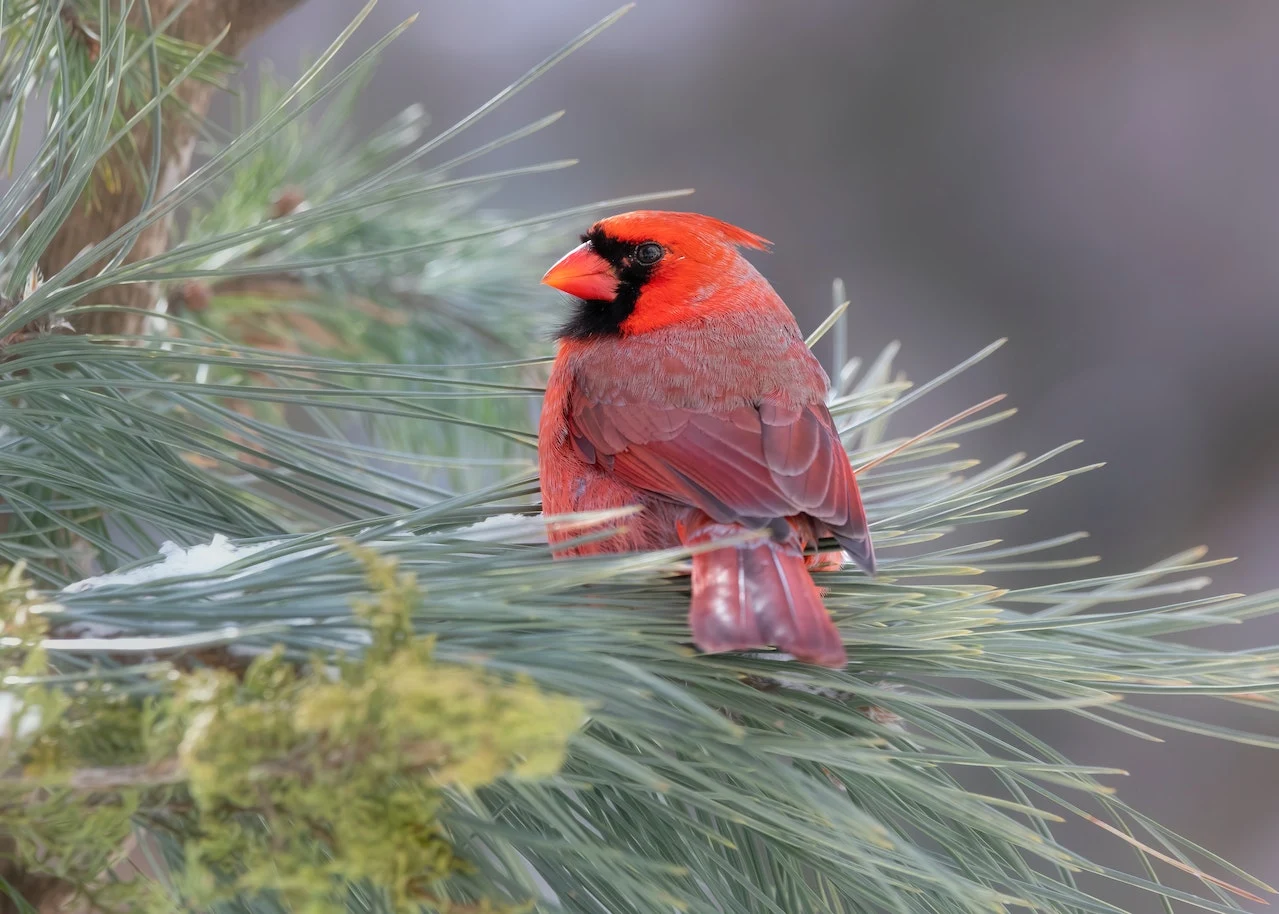 save a northern cardinal bird