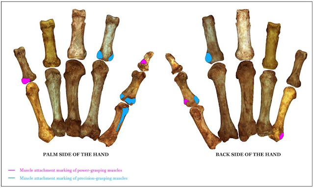 Neanderthals did not rely on brute force for their daily manual tasks