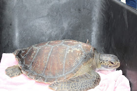 Sea Turtle Rehabilitated by Aquarium of the Pacific