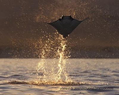 5 Flying stingray