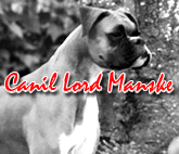 Canil Lord Manske - Boxer