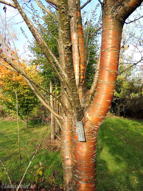 jardin des avettes prunus amber beauty 