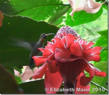 hummingbird croped