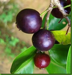 Psidium myrtoides