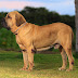 Cachorro Fila : Fila brasileiro : caractère et éducation - Ooreka - É um cachorro de porte médio, não costuma passar dos 60 centímetros de altura.