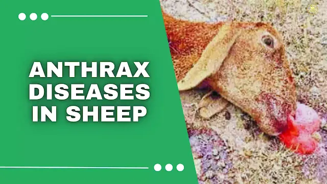 Bacillus Anthracis,anthrax symptoms in animals,anthrax in sheep,what is anthrax in cattle,anthrax,bacillus anthracis,anthrax disease,antrax,anthrax disease,anthrax symptoms,