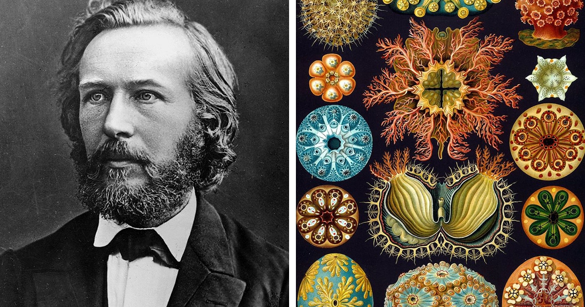 Scientist Illustrated His Microscopic Findings Before Macro Photography Existed