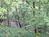 Bluebells on the hillside near Ditchingham Lodge