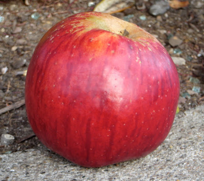 Ruby Red apple, uncut