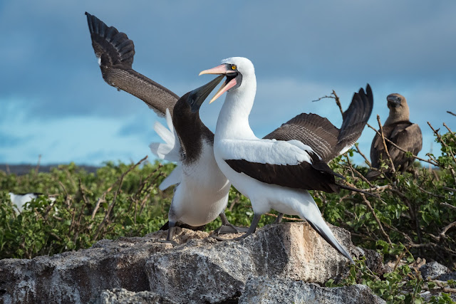 Adult Nazca Booby Feeding Juvenile, Great Darwin Bay